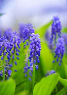 Blue bells