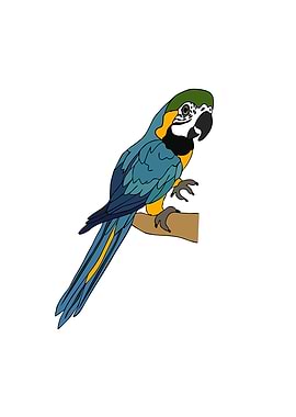 Blue and Gold Macaw