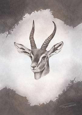 Serengeti - Antelope