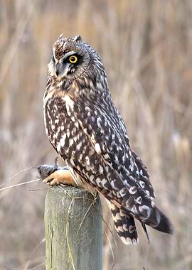 Short-Eared Owl with Vole