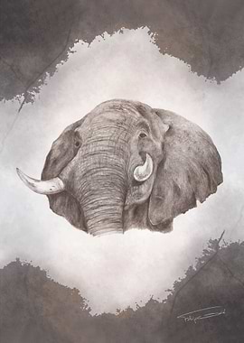 Serengeti - Elephant