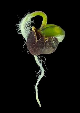 Sprouting turnip seed