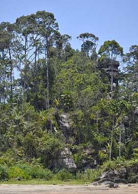 palm on the borneo beach