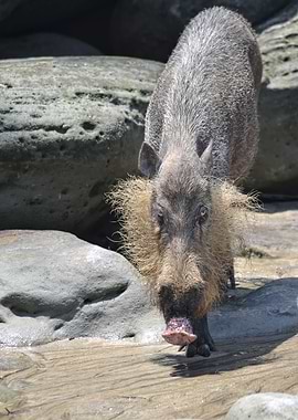 bearded pig of borneo