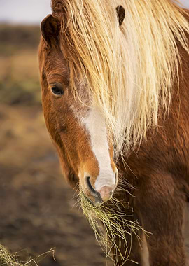 Icelandic Horse