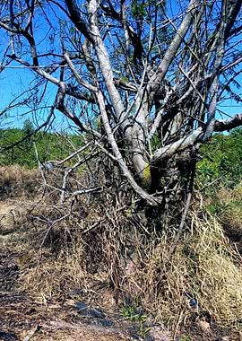 Trees and Roots Brasil-1