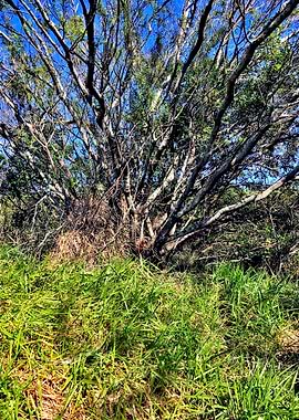 Trees and Roots Brasil-2