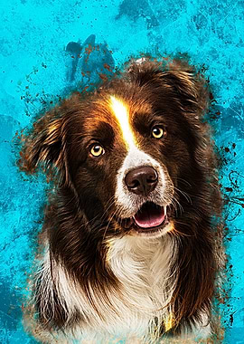 Border Collie