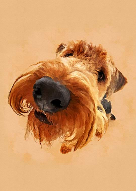 Funny Airedale Terrier