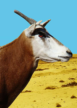 Antelope in the Desert