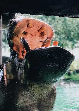 Hippo Feeding