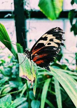 Butterfly Garden