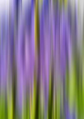A Blur of Bluebells