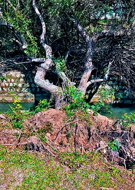 Trees and Roots Brasil-3