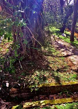 Trees and Roots Brasil-5