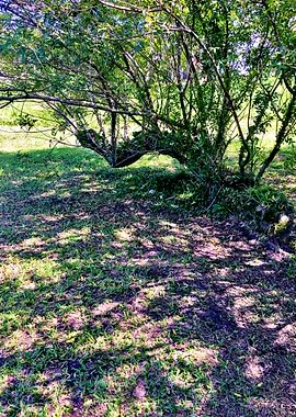 Trees and Roots Brasil-4