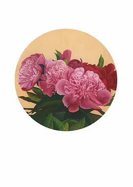 peonies II