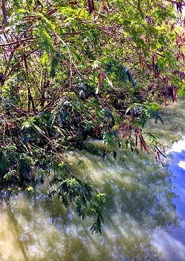 Trees and Roots Brasil-6