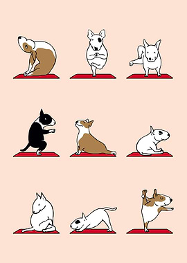 Bull Terrier Yoga