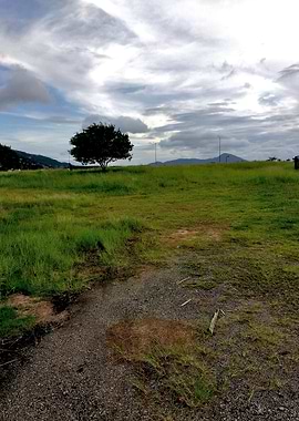 Trees and Roots Brasil-7