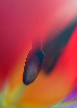 Red Tulip Macro