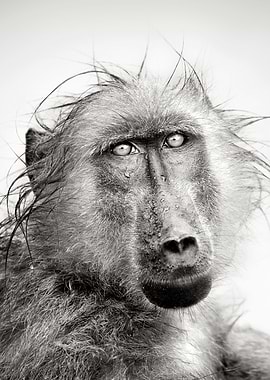 Wet Chacma Baboon portrait