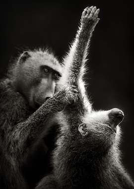 Chacma Baboons Grooming