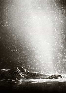 Hippopotamus blowing