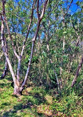 Trees and Roots Brasil-8