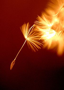 Dandelion Fire