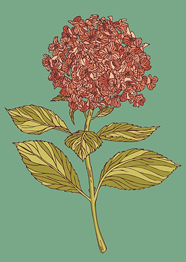 Hydrangea