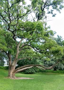 Big tree in public park