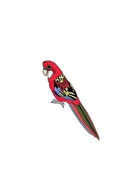 Eastern Rosella