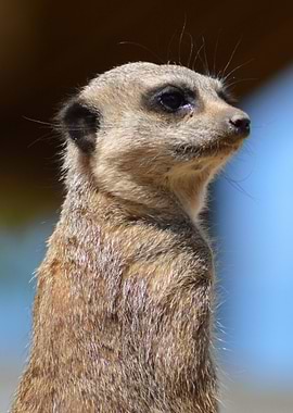 Meerkat keeping watch!