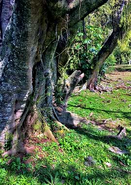 Trees and Roots Brasil-9