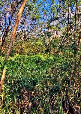 Trees and Roots Brasil-10