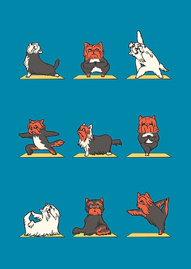 Yorkshire Terrier Yoga