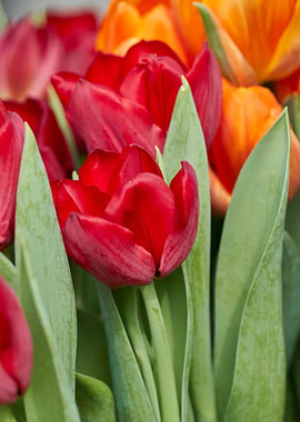 tulip flower in spring in