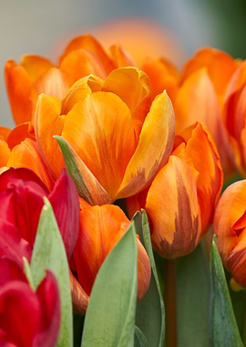 tulip flower in spring in