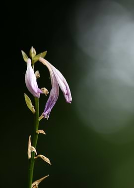 Hosta Flower