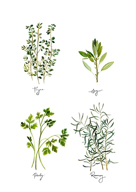 Watercolour Herbs