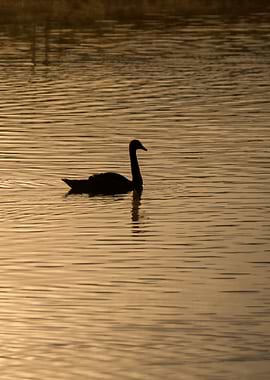 Sunrise swan