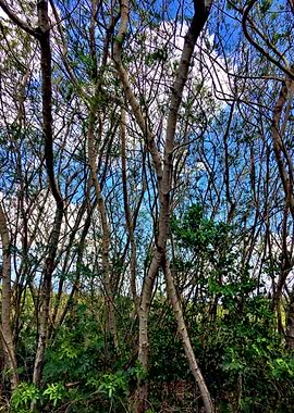 Trees and Roots Brasil-11