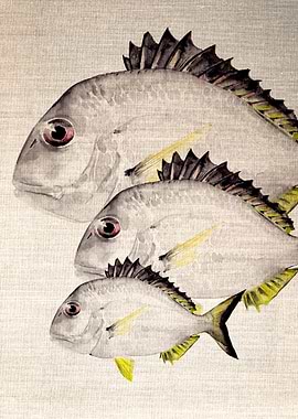 Bream Watercolour