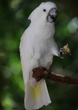 Sulphur crested Cockatoo
