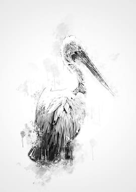 Pelican Black and White