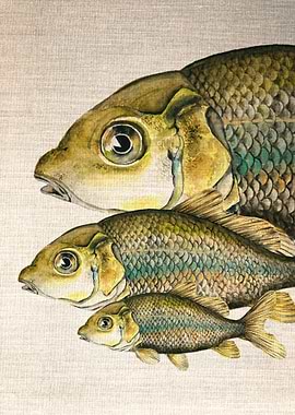 Carp Watercolour
