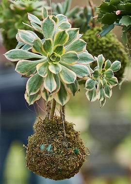 decorative succulent plant
