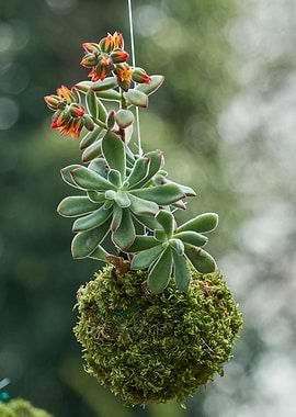 decorative succulent plant