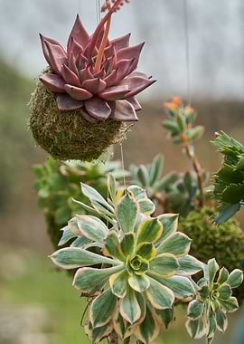 decorative succulent plant